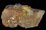 Vibrantly Colored, Polished Petrified Wood Section - Arizona #113359-1